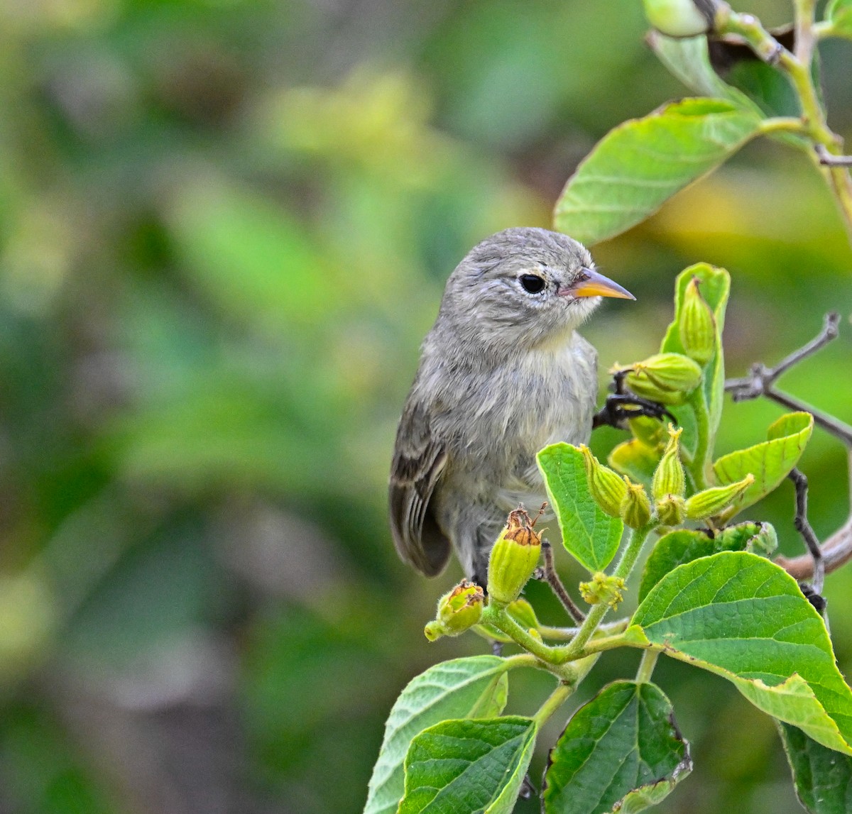 Gray Warbler-Finch - ML645392064