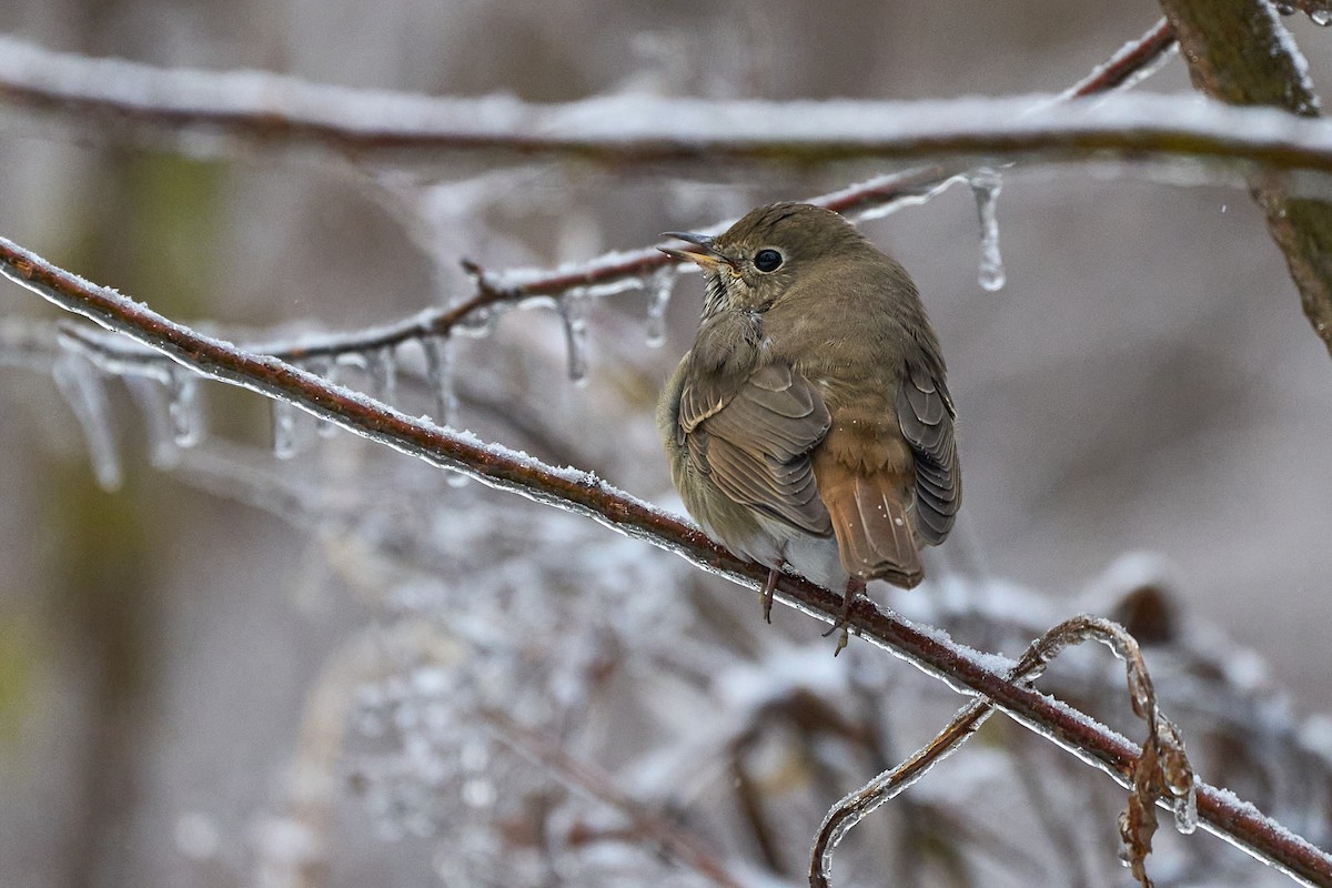 Hermit Thrush - ML645392065