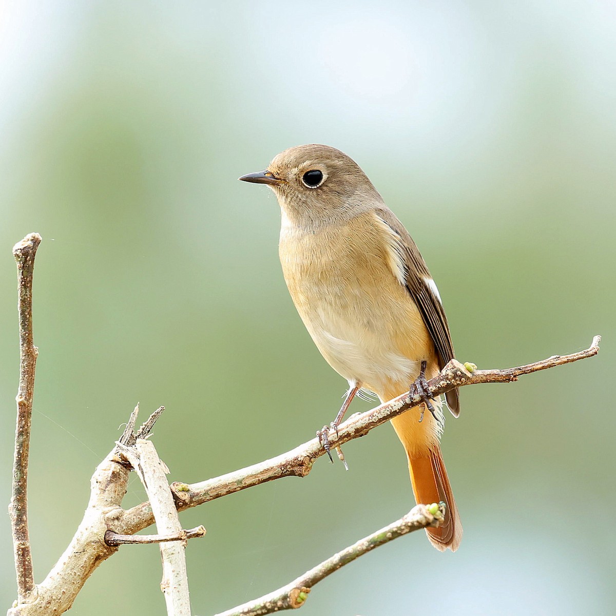 חכלילית סיבירית - ML645392066