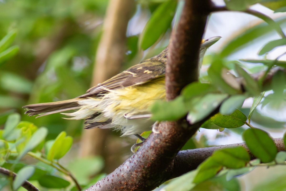 White-eyed Vireo - ML645392072