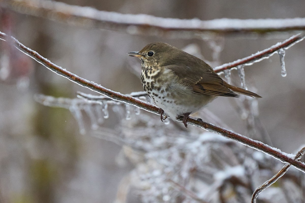 Hermit Thrush - ML645392138