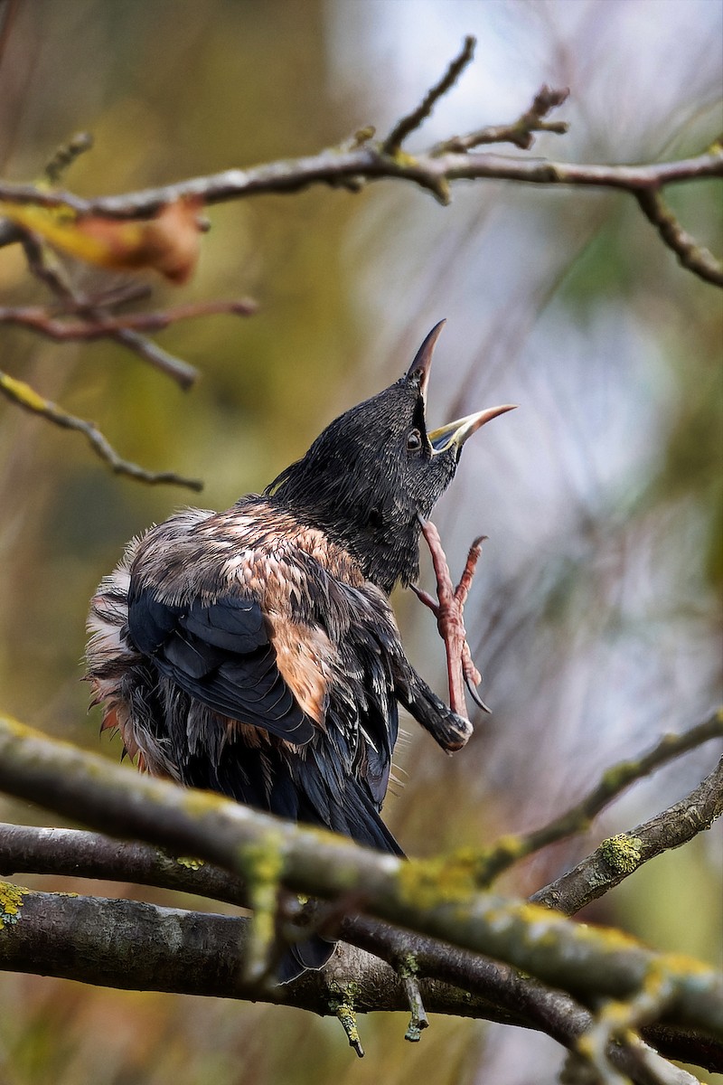 Rosy Starling - ML645392143