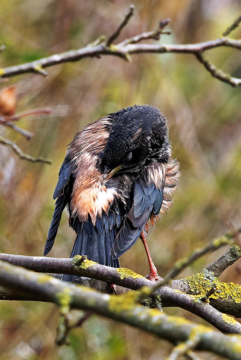 Rosy Starling - ML645392144