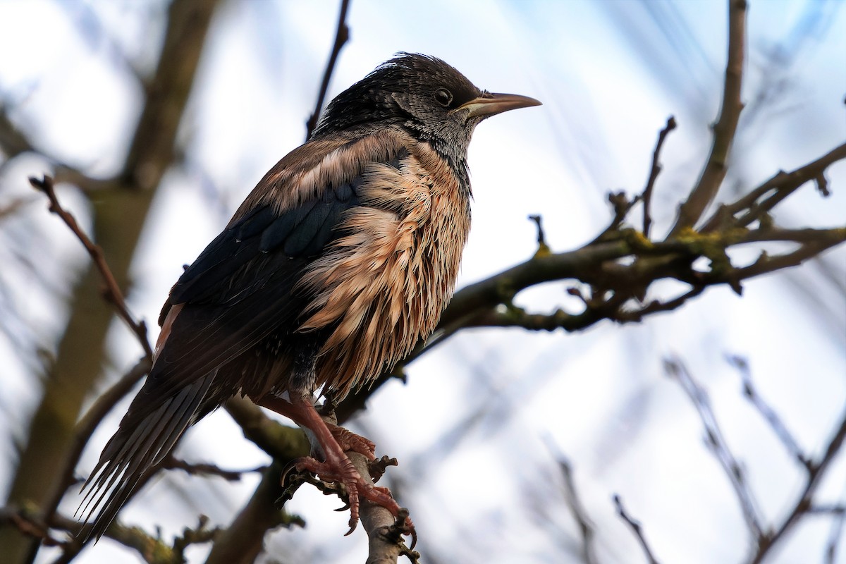 Rosy Starling - ML645392145