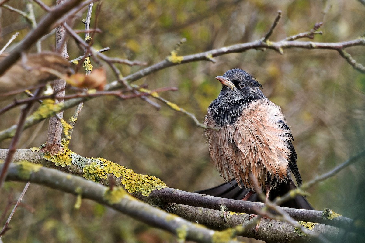 Rosy Starling - ML645392146