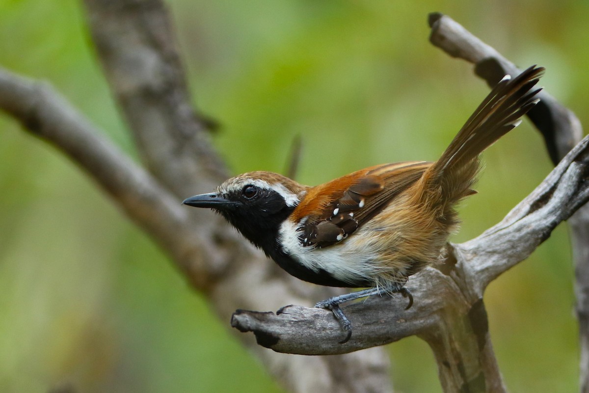 Ржавчатый муравьелов - ML645392152