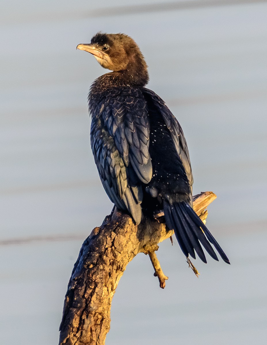 Pygmy Cormorant - ML645392157