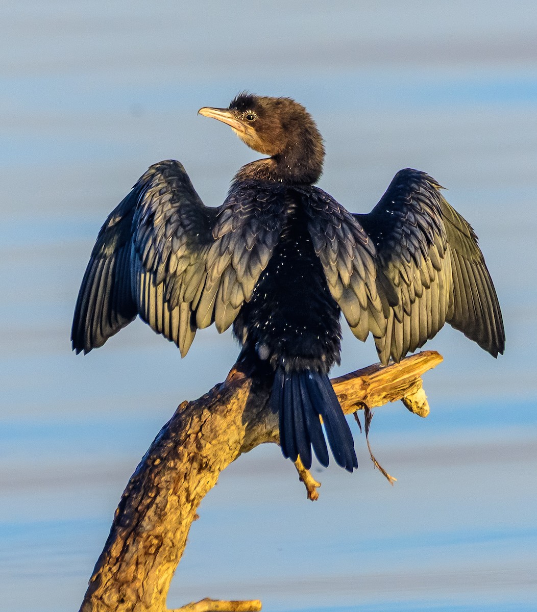 Pygmy Cormorant - ML645392158