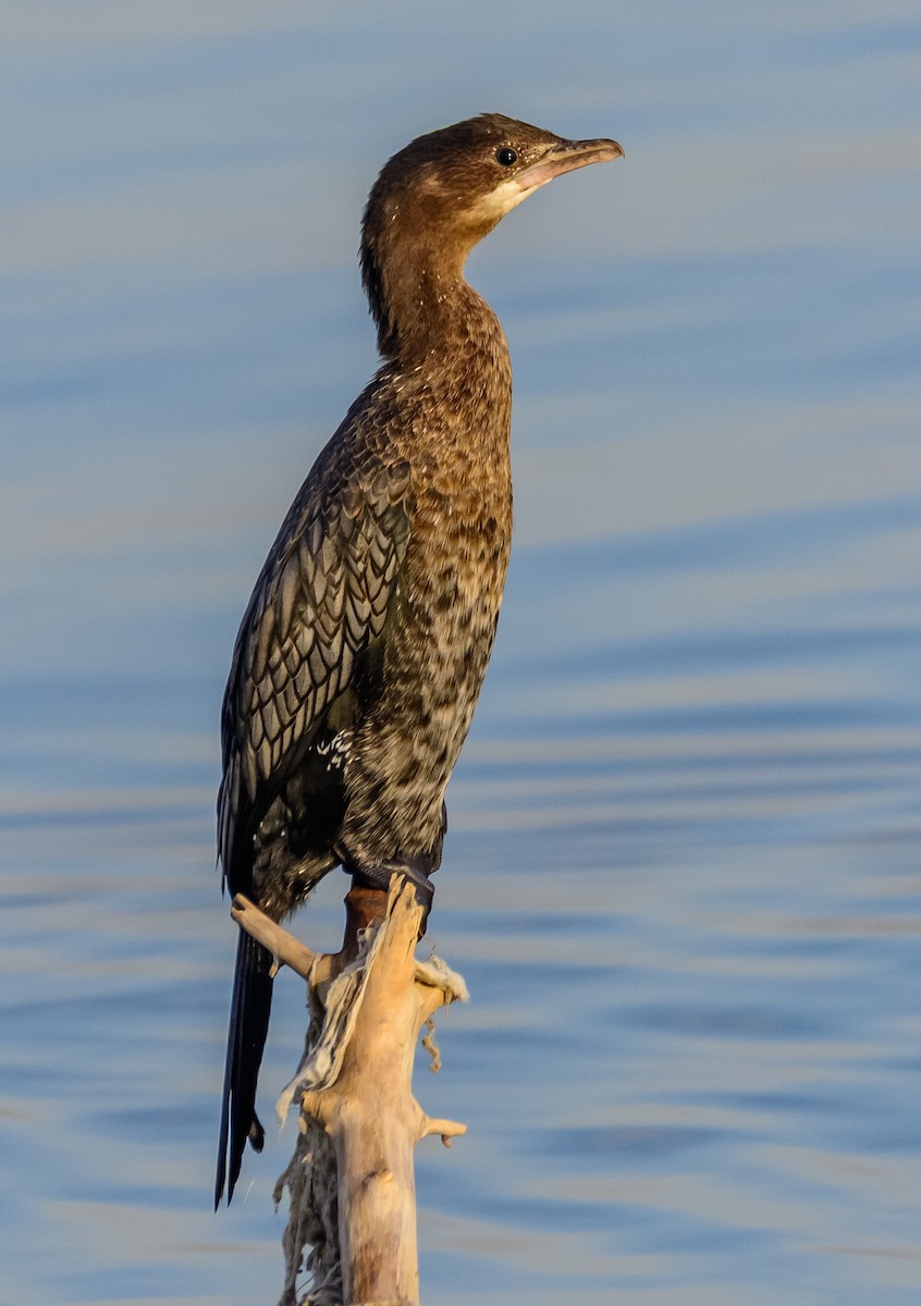 Pygmy Cormorant - ML645392159