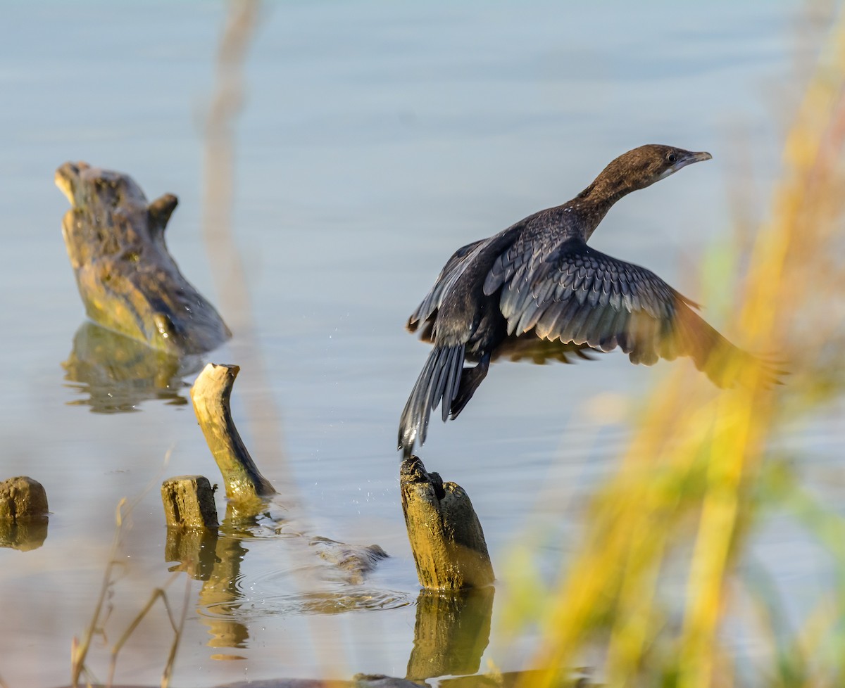 Pygmy Cormorant - ML645392161