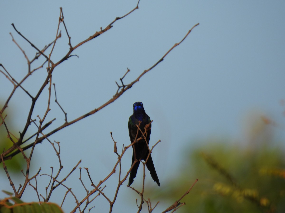 Swallow-tailed Hummingbird - ML645392187