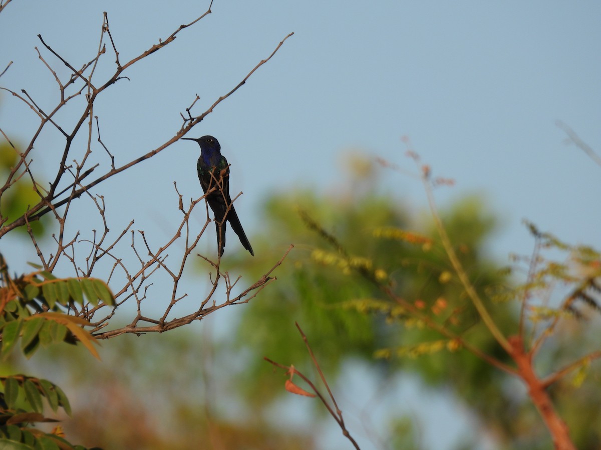 Swallow-tailed Hummingbird - ML645392188