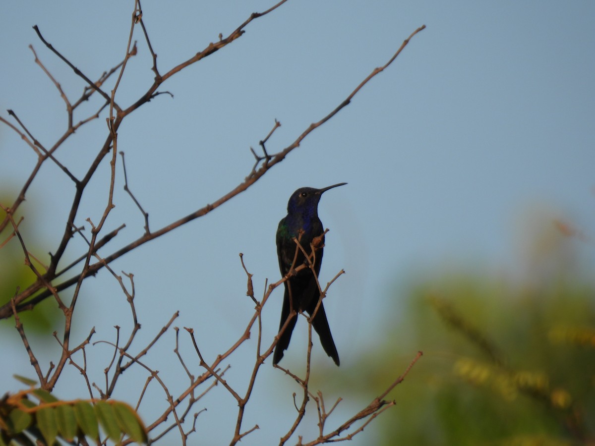 Swallow-tailed Hummingbird - ML645392189