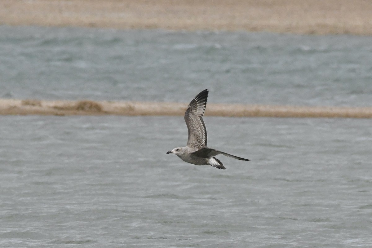 American Herring Gull - ML645392195
