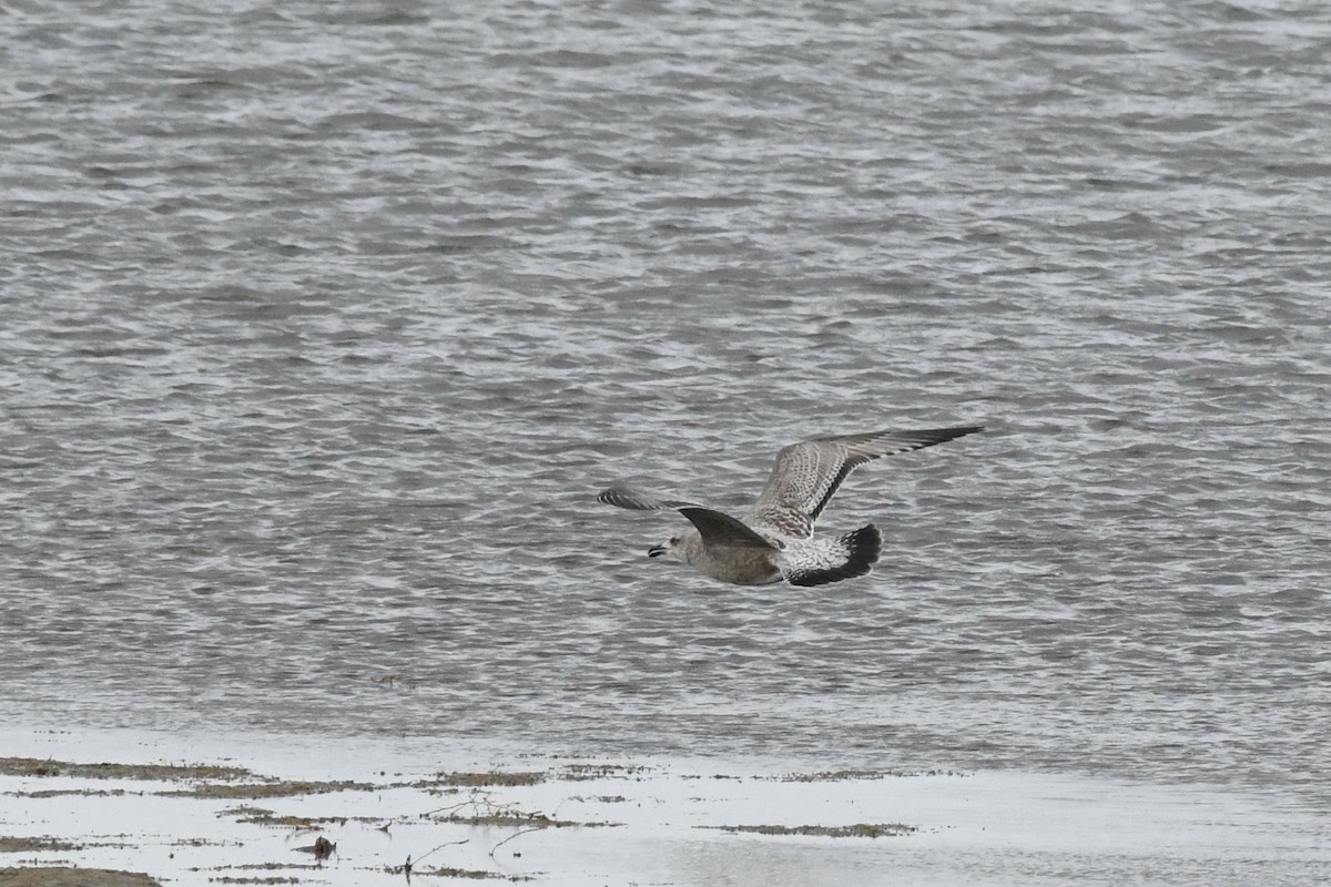 American Herring Gull - ML645392196