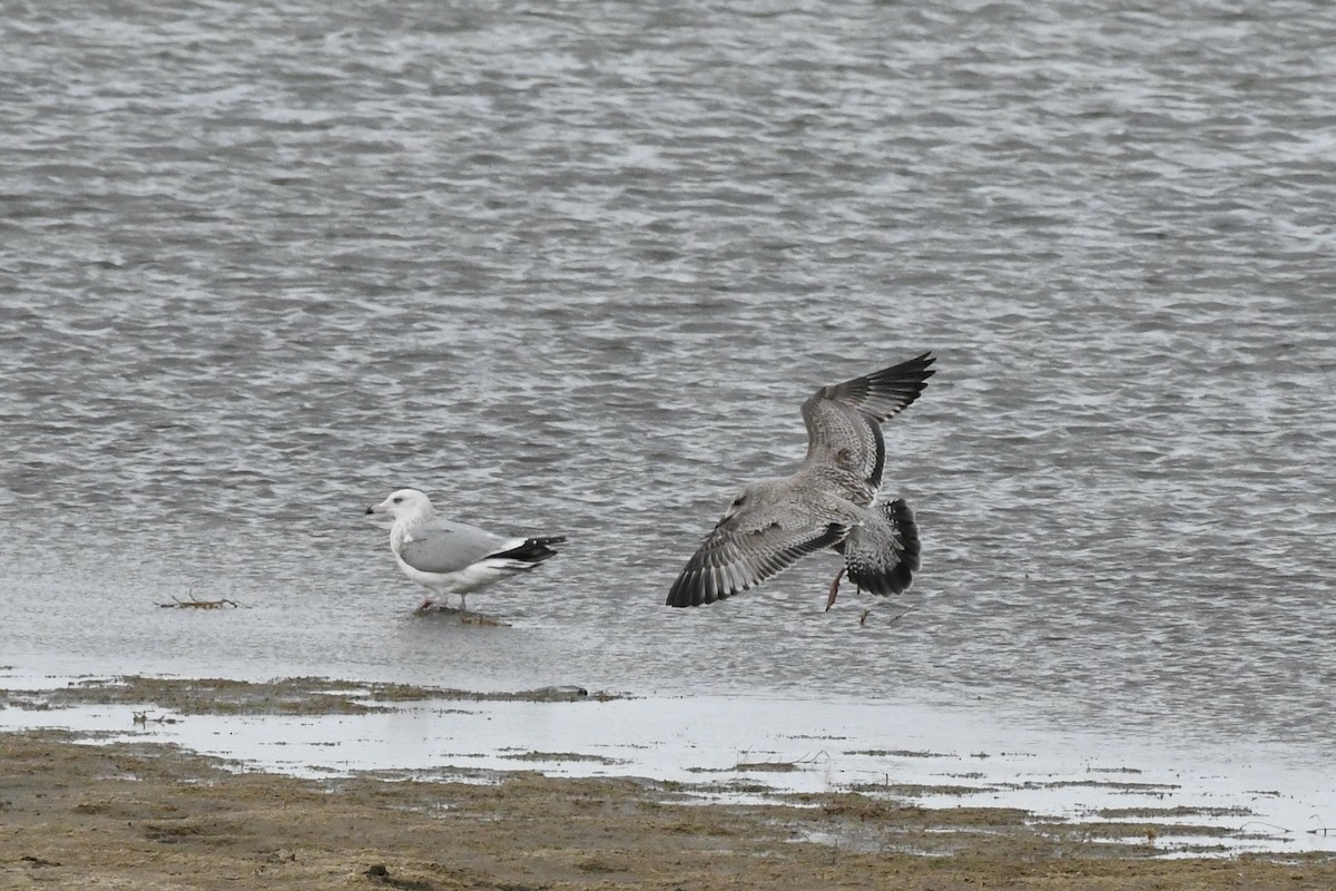 American Herring Gull - ML645392197