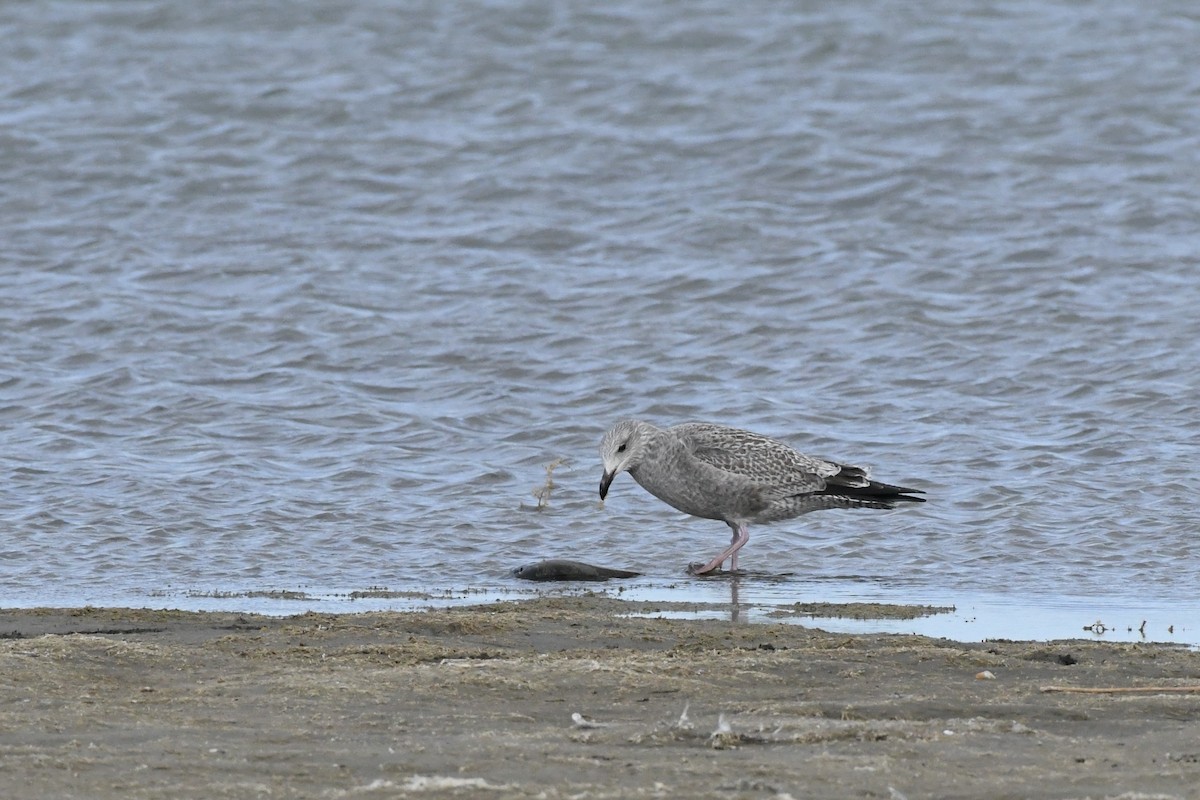 American Herring Gull - ML645392201