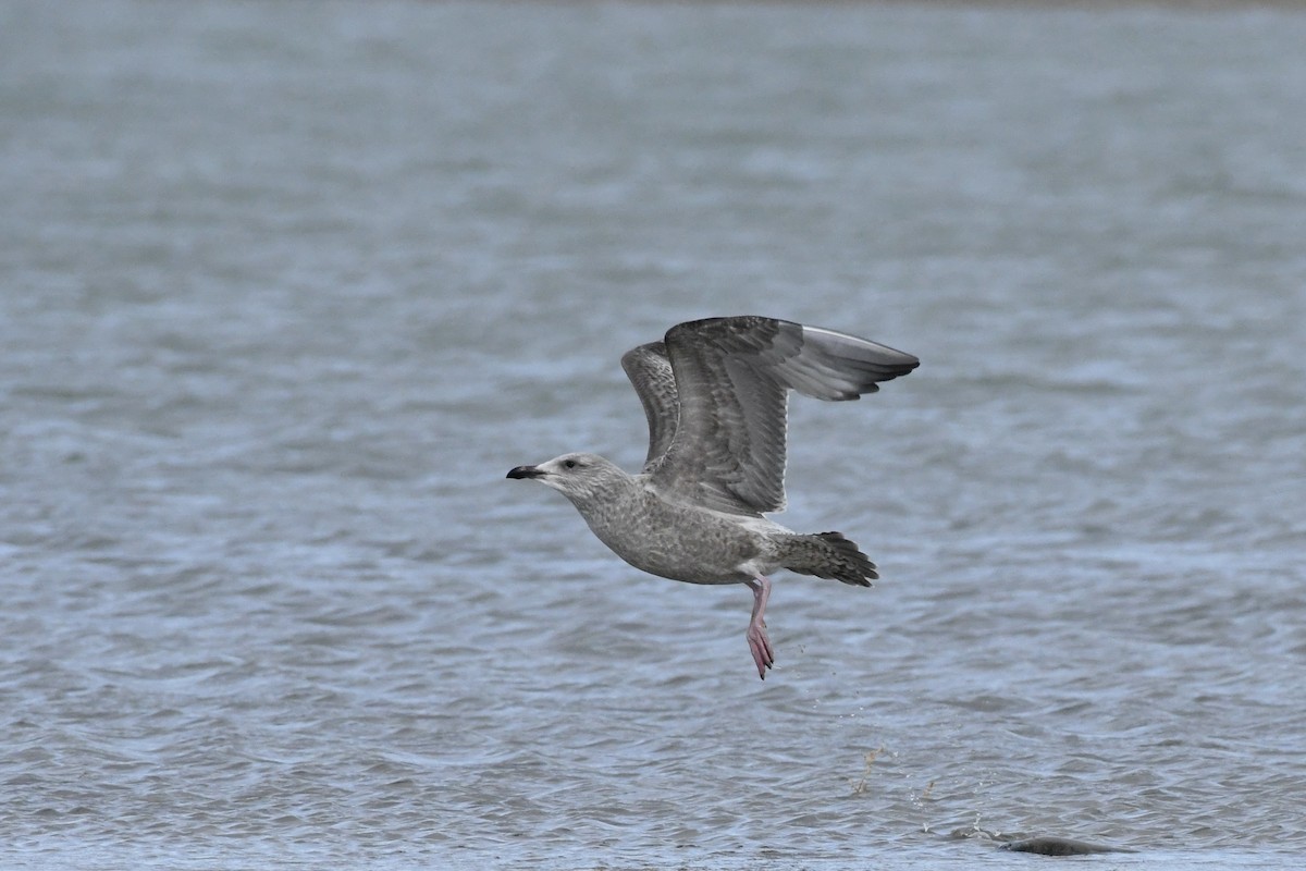 American Herring Gull - ML645392203