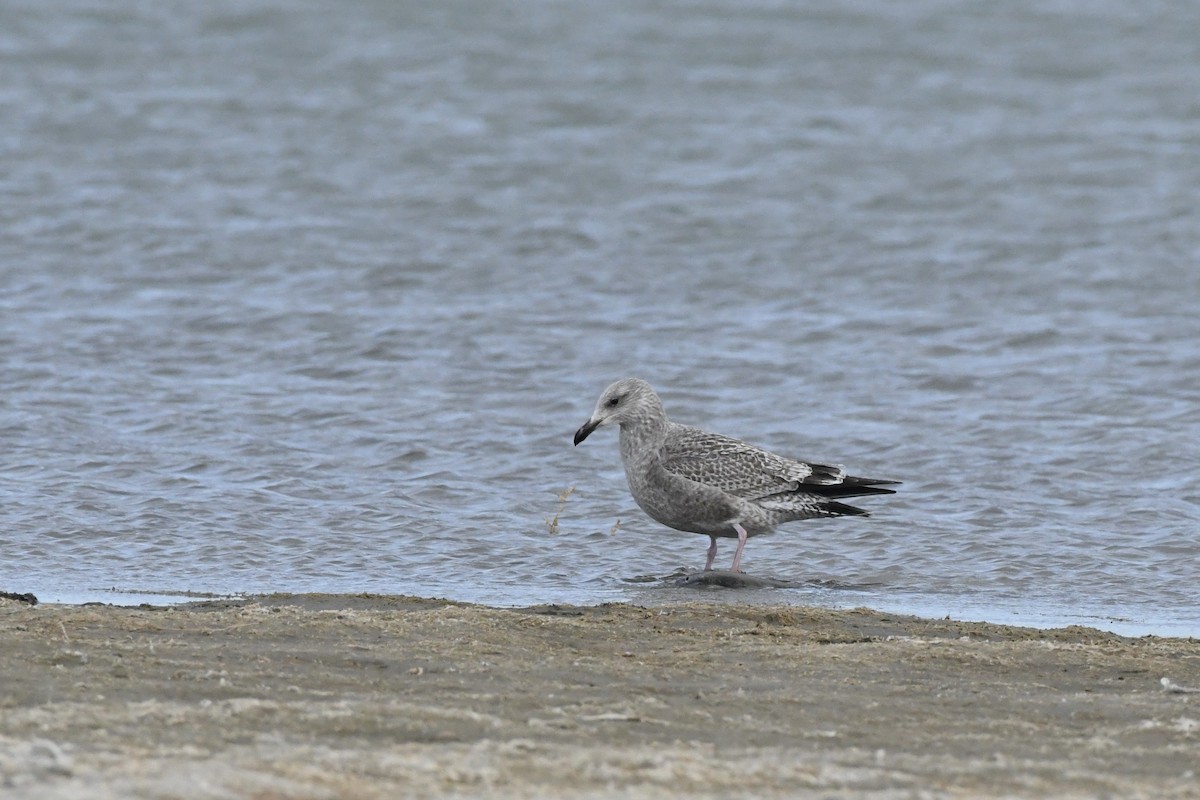 American Herring Gull - ML645392205