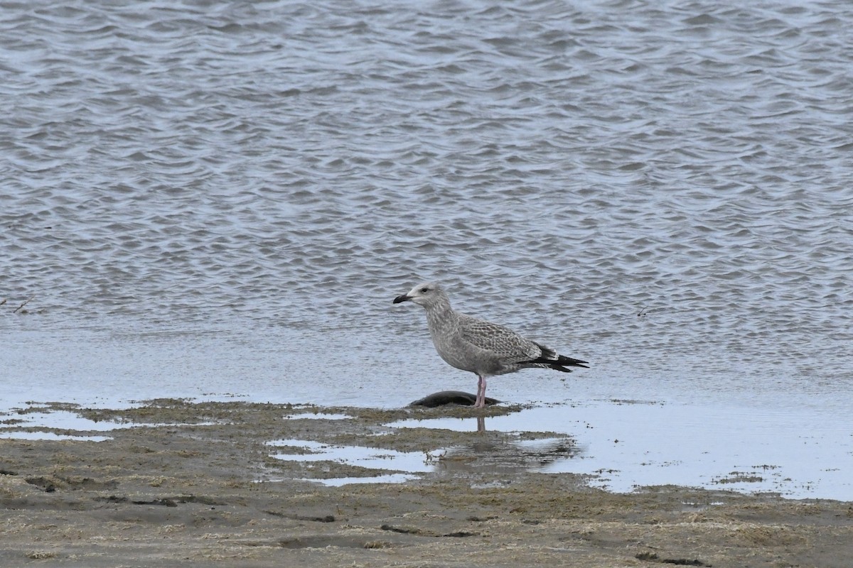 American Herring Gull - ML645392206