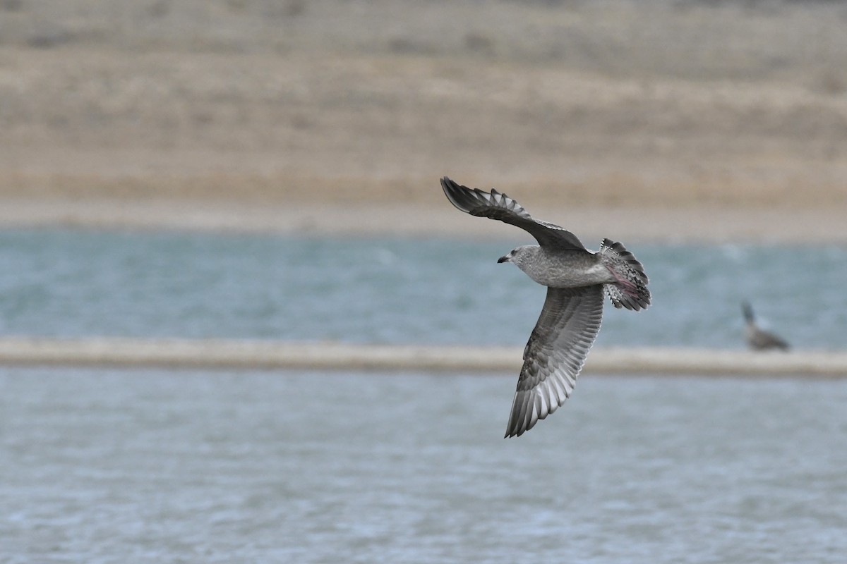 American Herring Gull - ML645392207