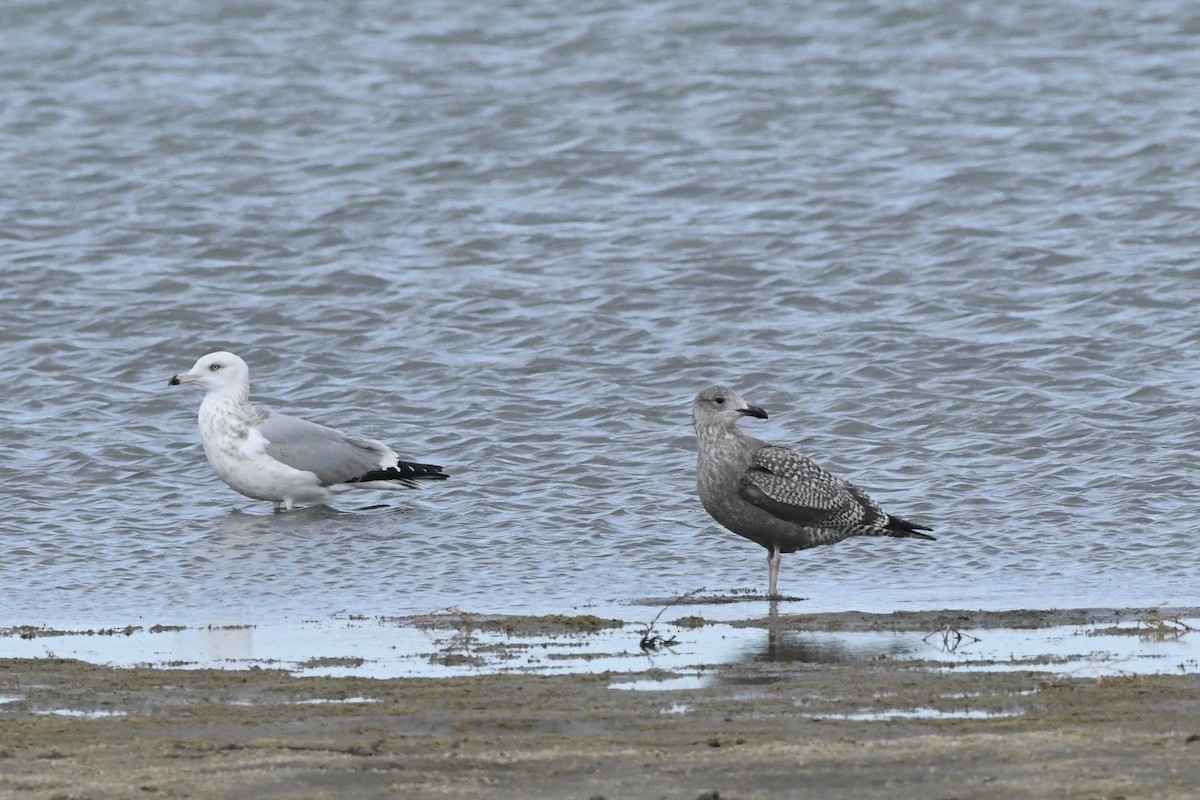 American Herring Gull - ML645392211