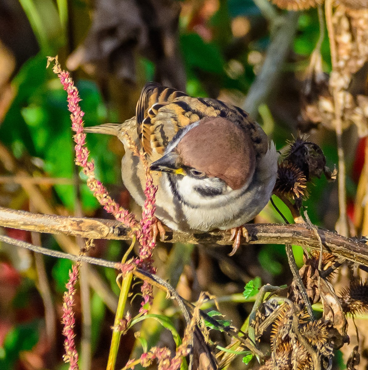 Ağaç Serçesi - ML645392253