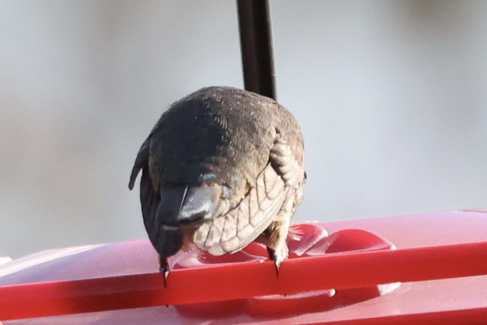 Rufous Hummingbird - ML645392256