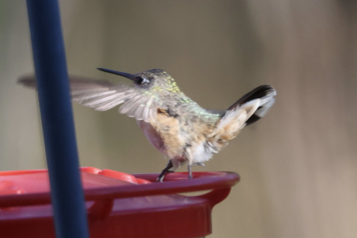 Rufous Hummingbird - ML645392257