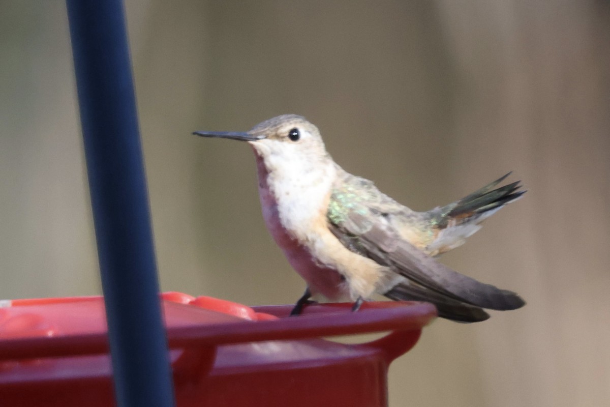 Rufous Hummingbird - ML645392258