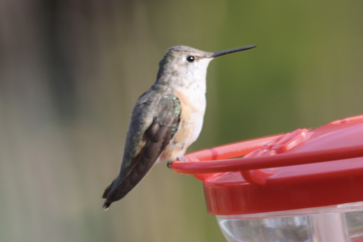 Rufous Hummingbird - ML645392259