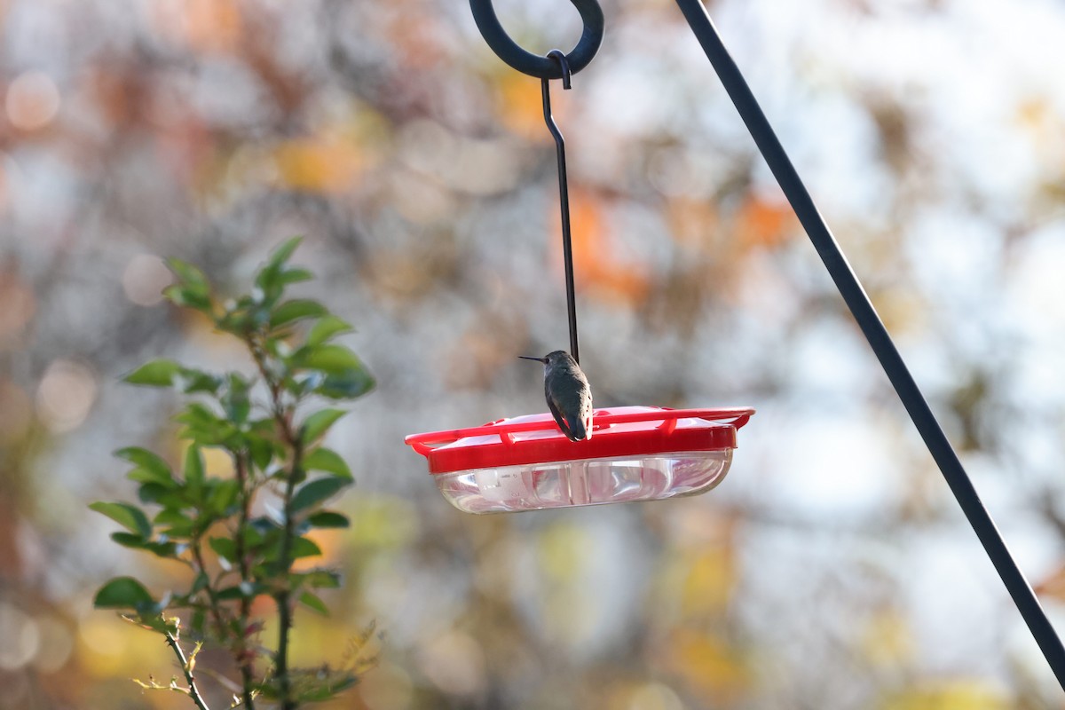 Rufous Hummingbird - ML645392260