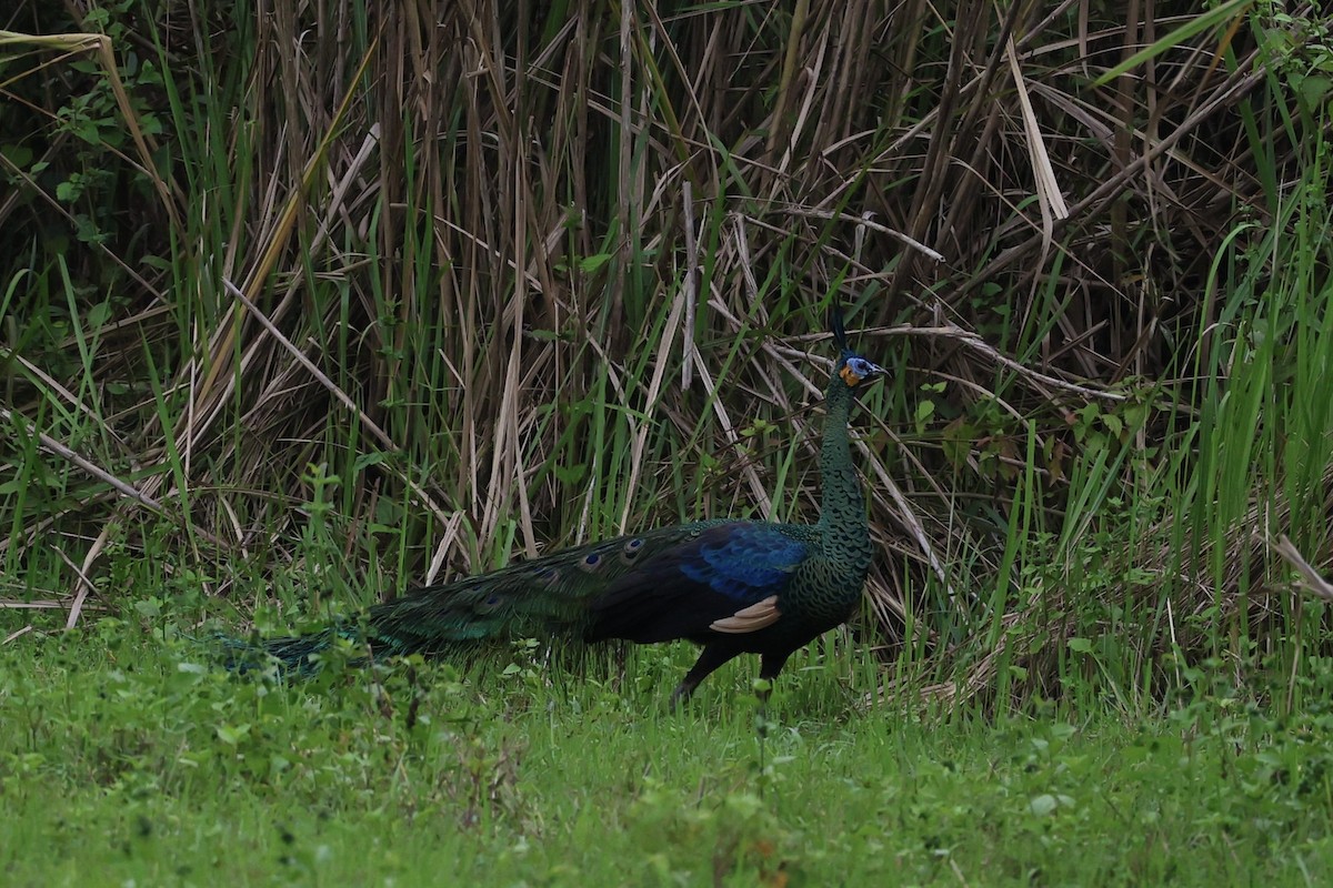 Павич синьокрилий - ML645392274