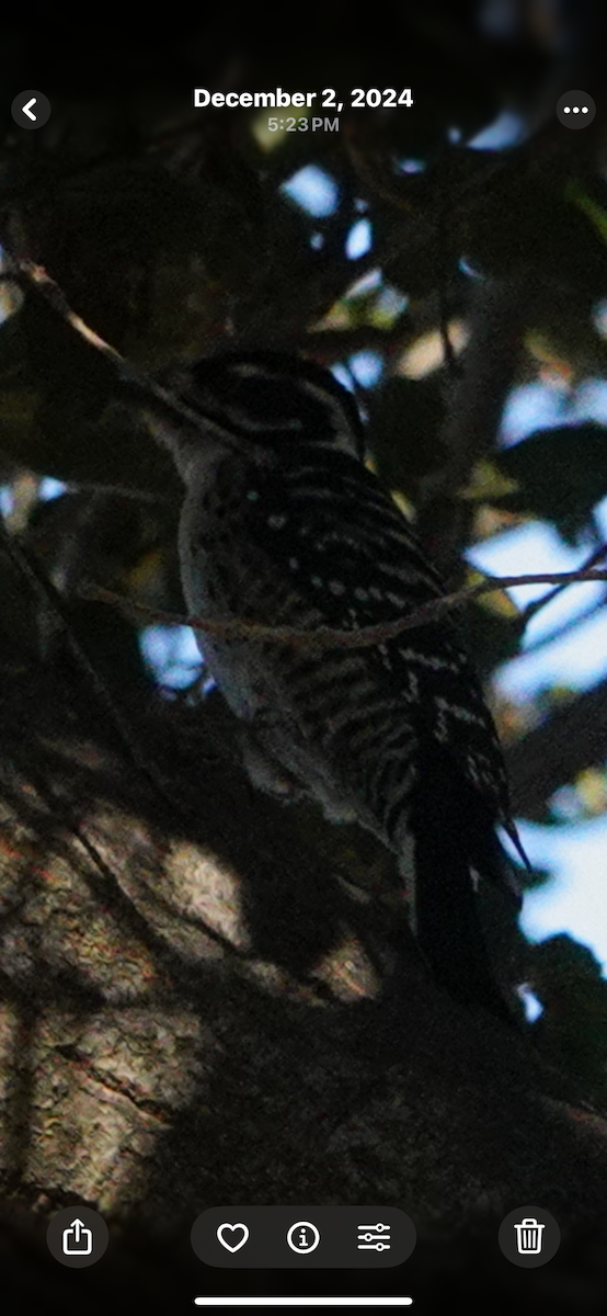 Nuttall's Woodpecker - ML645392293