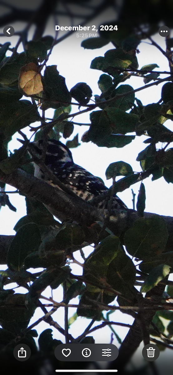 Nuttall's Woodpecker - ML645392294