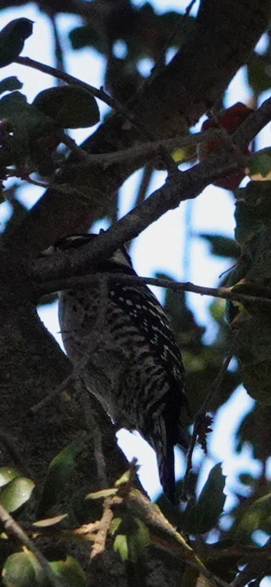 Nuttall's Woodpecker - ML645392295