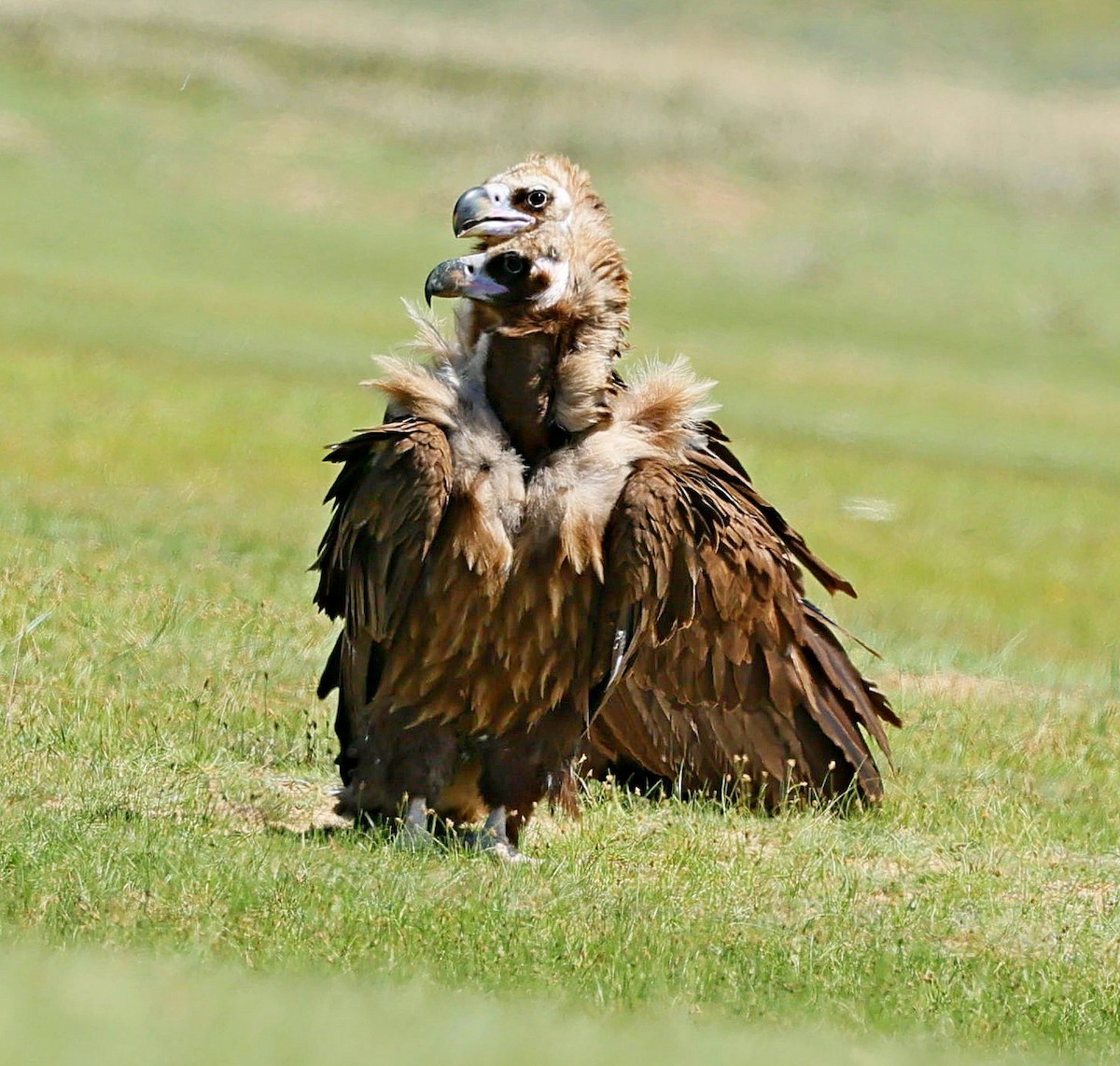 sup hnědý - ML645392300