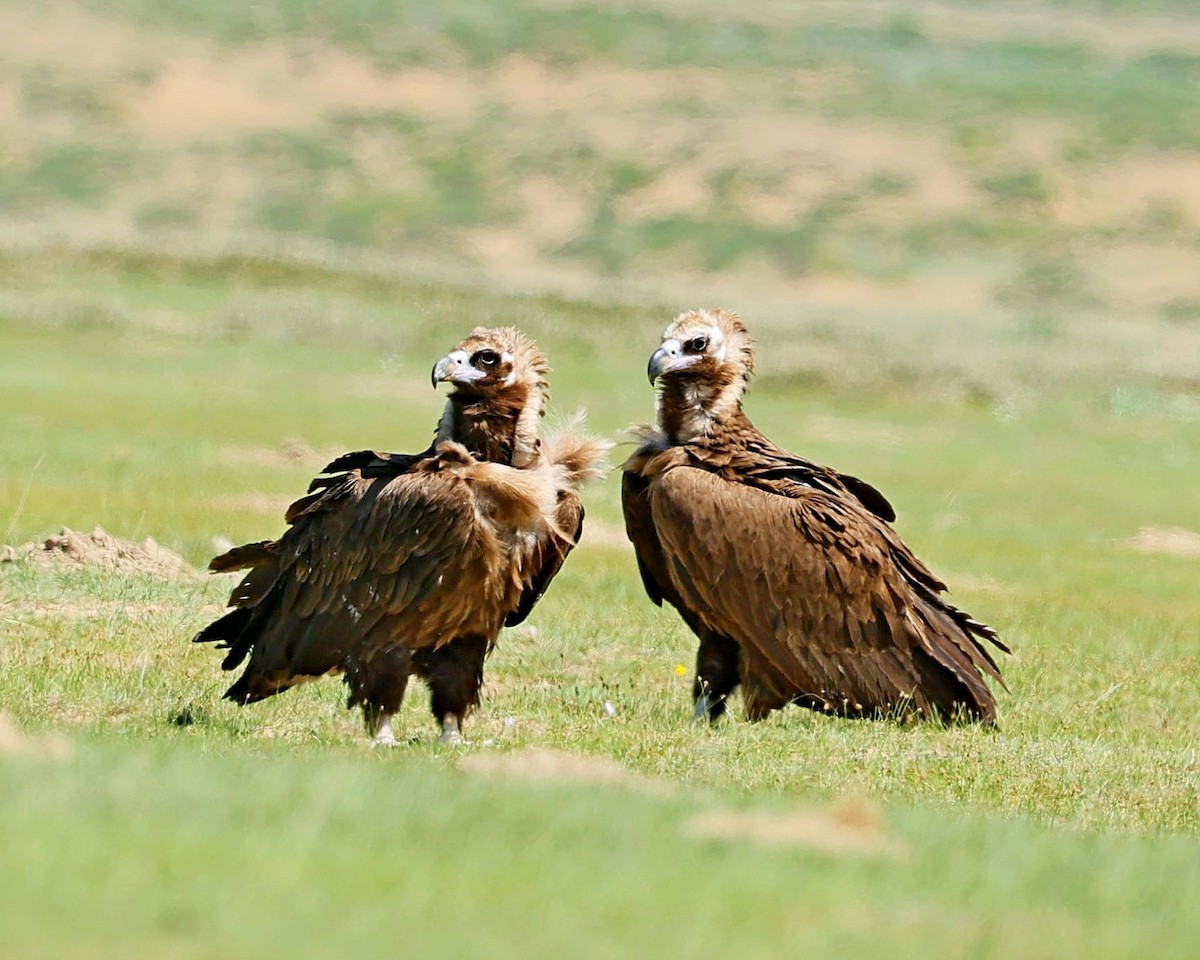 sup hnědý - ML645392301