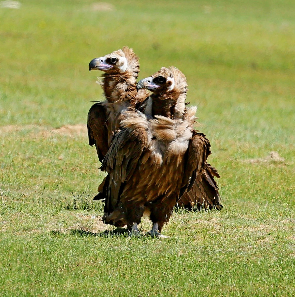 sup hnědý - ML645392302