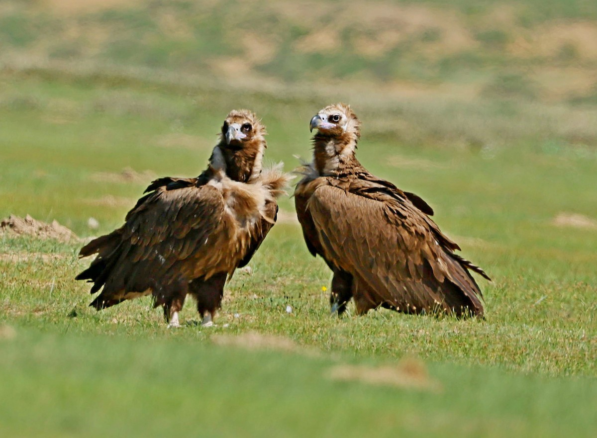 sup hnědý - ML645392303