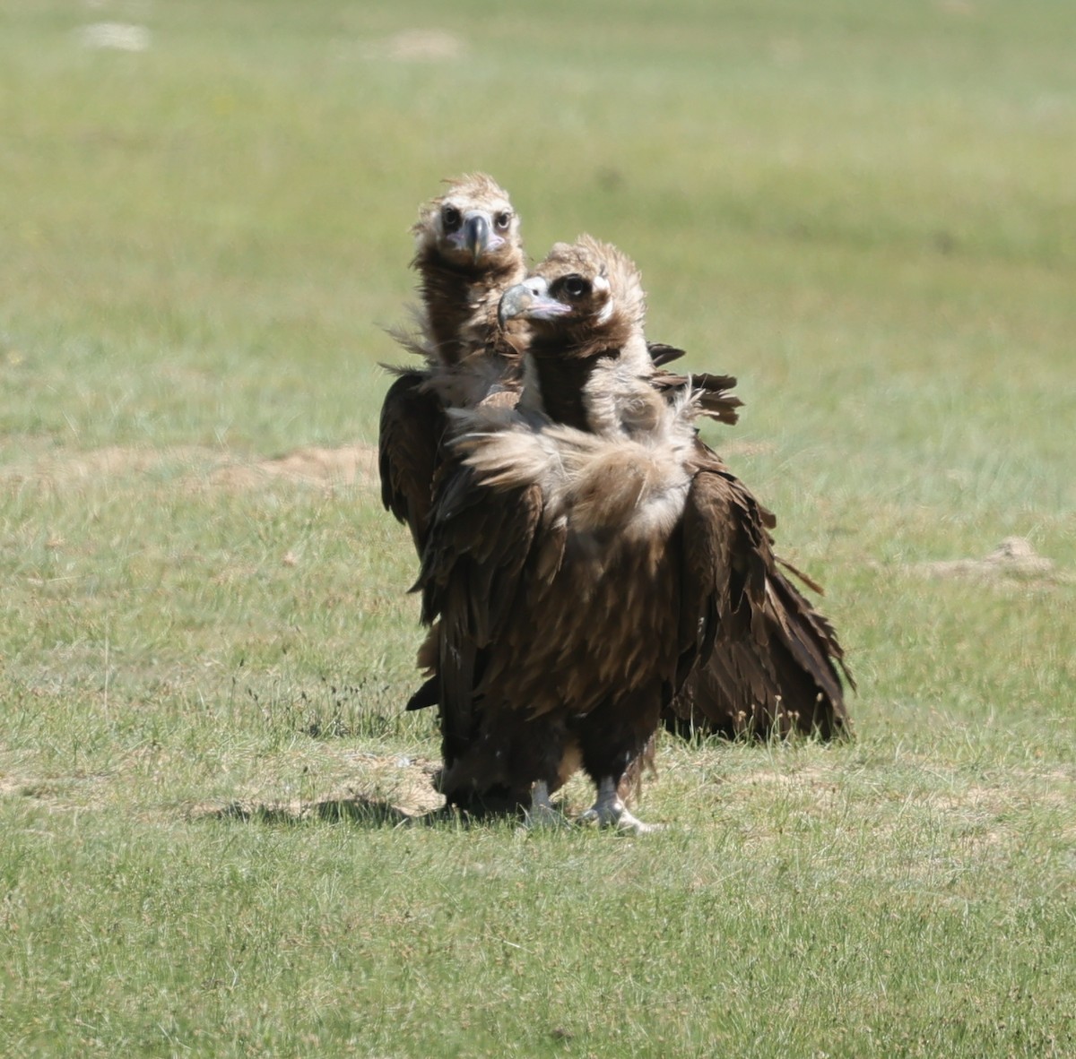 sup hnědý - ML645392304