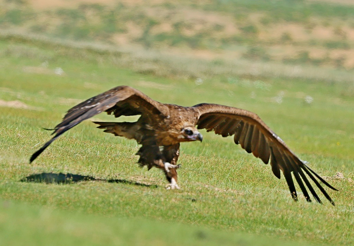 sup hnědý - ML645392305