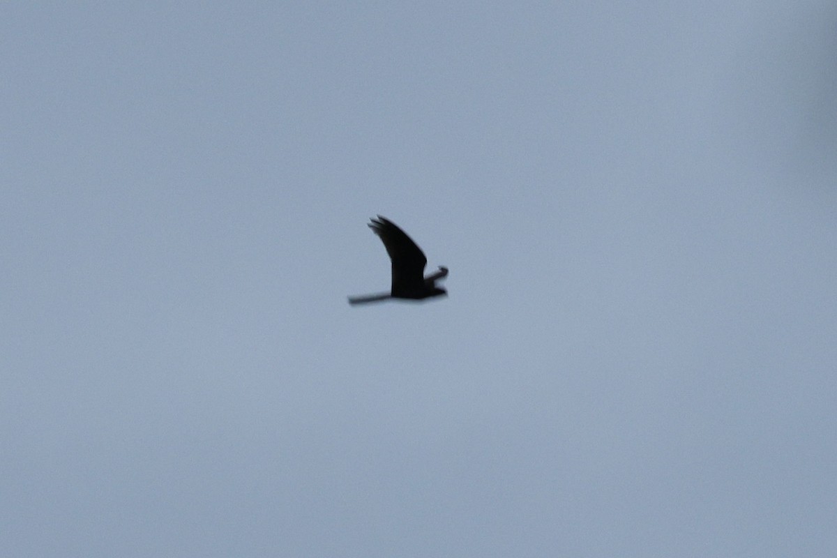 Great Eared-Nightjar - ML645392307