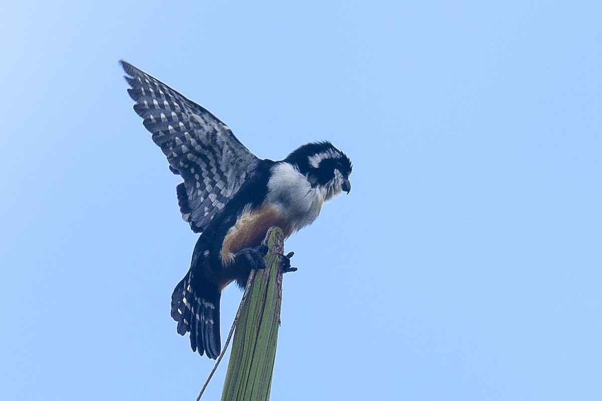 Black-thighed Falconet - ML645392341
