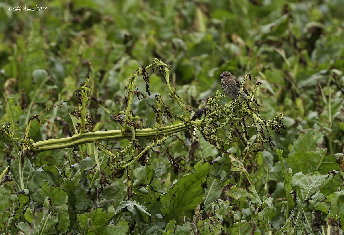 Common Rosefinch - ML645392343