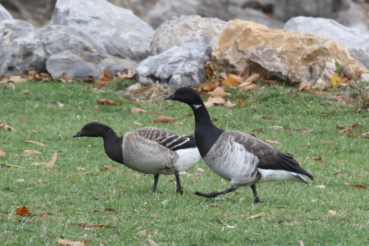 Barnacla Carinegra - ML645392359