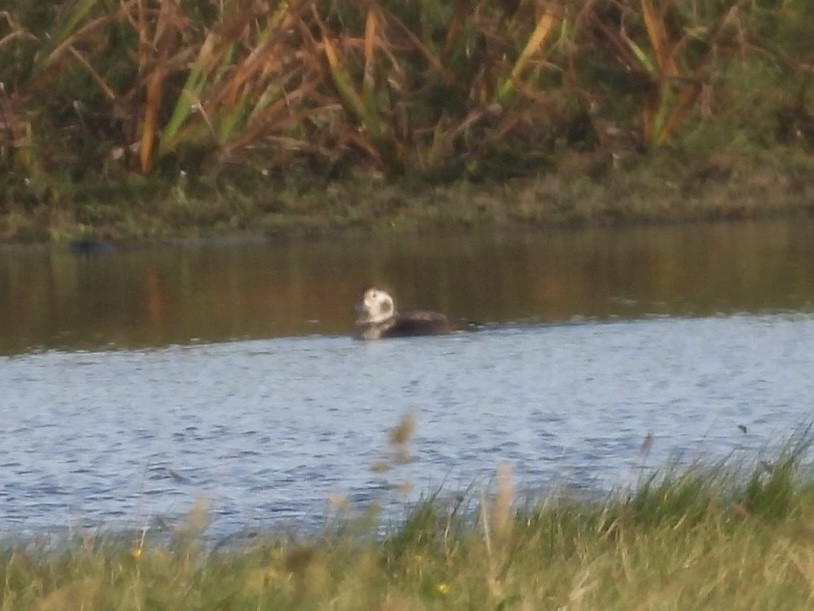 hoholka lední - ML645392361