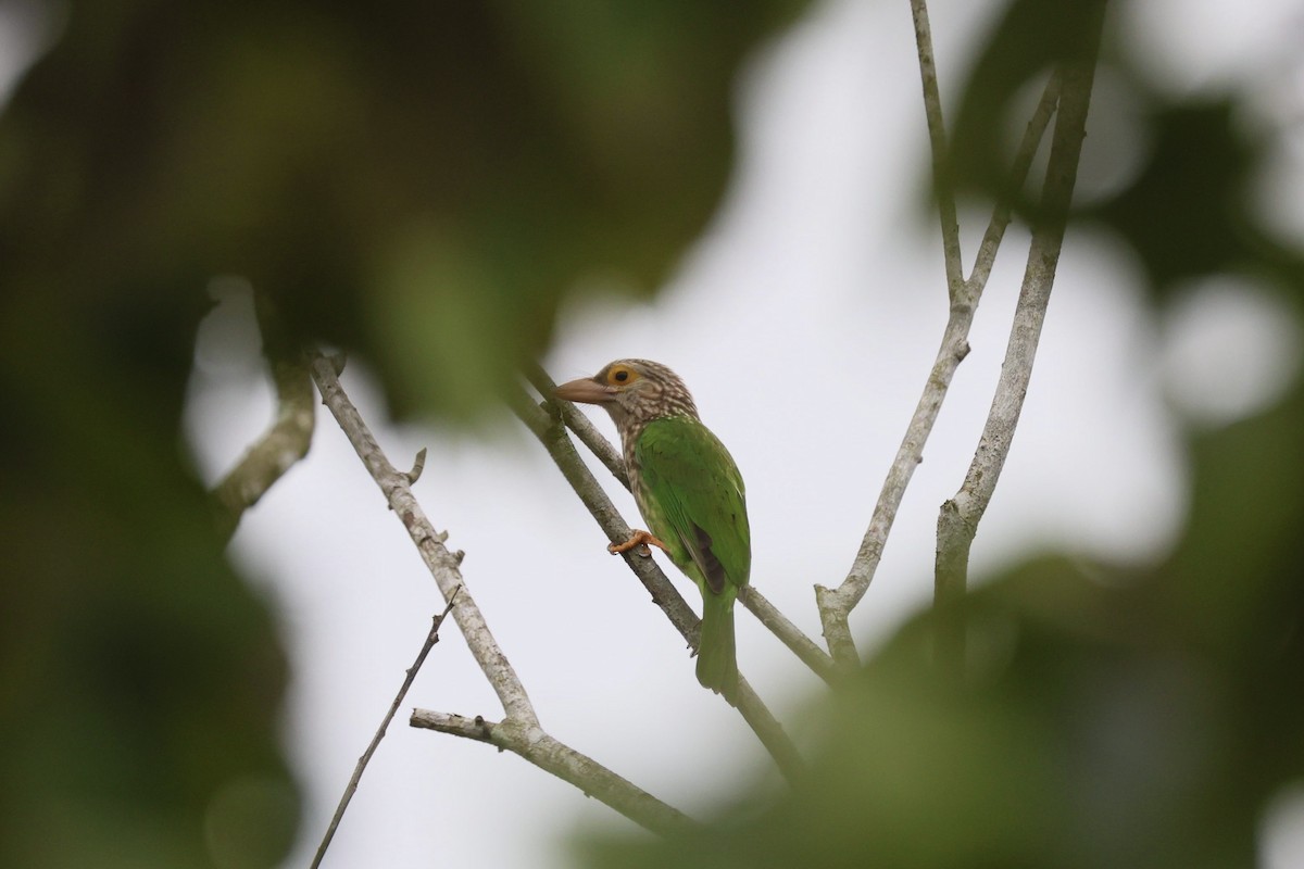 シロボシオオゴシキドリ - ML645392371