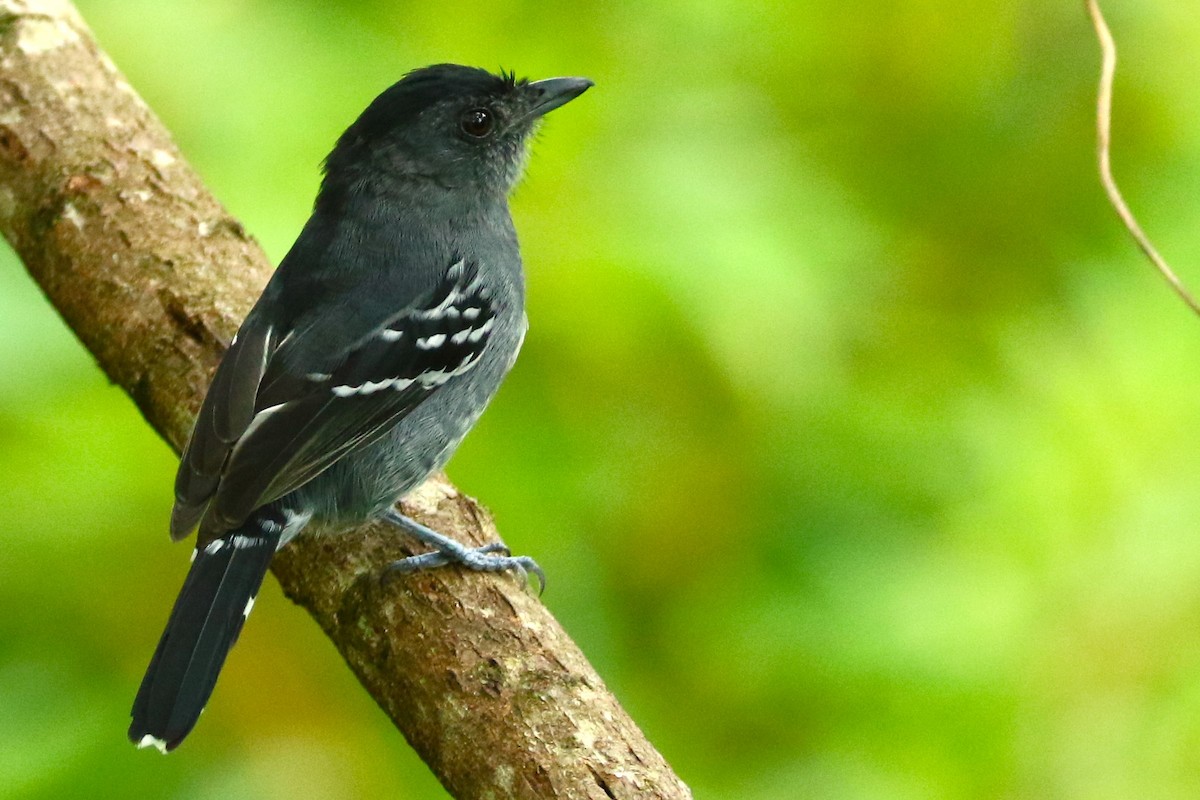 Variable Antshrike - ML645392416