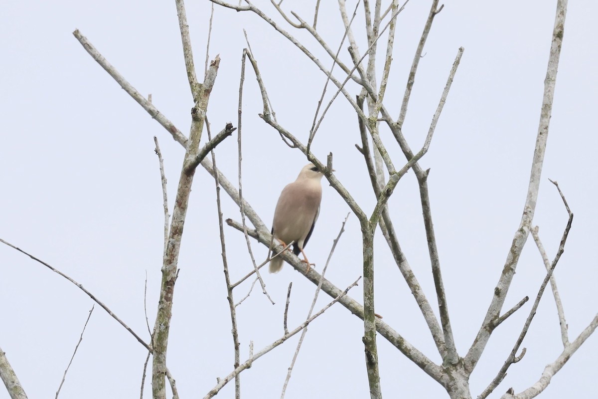 Vinous-breasted Myna - ML645392439